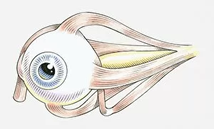 Images Dated 4th May 2010: Illustration of muscles attached to human eye