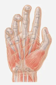 Images Dated 13th April 2010: Illustration of muscles of human hand