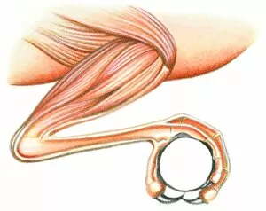 Images Dated 30th October 2008: Illustration of muscles in leg of bird that assist talon to curl for perching