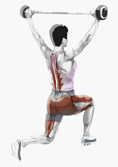 Images Dated 19th October 2010: Illustration of muscles used by woman to lift weights in bended knee posistion