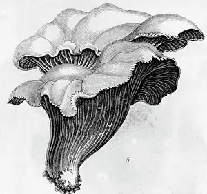 Illustration Of Mushrooms