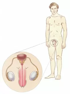 Young Men Gallery: Illustration of naked man with close-up showing penis, testis, and bladder