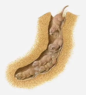 Five Animals Prints: Illustration of Naked Mole Rats (Heterocephalus glaber) inside burrow