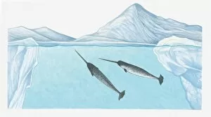 Images Dated 23rd March 2011: Illustration of Narwhals (Monodon monoceros) in freezing waters of the high Arctic very close to