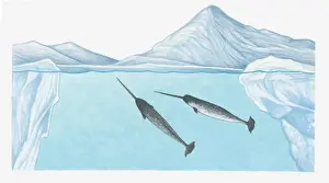Arctic Prints: Illustration of Narwhals (Monodon monoceros) in freezing waters of the high Arctic very close to the North Pole