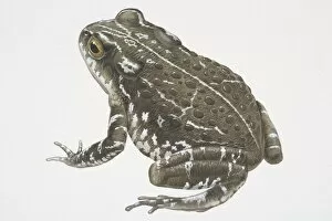 Images Dated 30th August 2006: Illustration, Natterjack Toad (Bufo calamita), grey-green with white speckles, side view