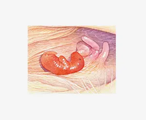 Illustration of newborn marsupial in mothers pouch near nipple