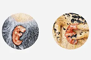 Dependency Prints: Illustration of newborn wallaby shown crawling up its mothers stomach fur to reach pouch