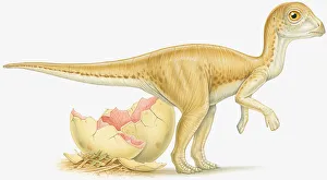 Images Dated 5th November 2008: Illustration of newly hatched dinosaur and broken egg shell