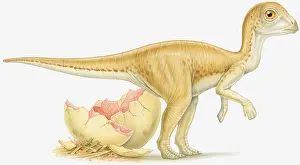 Illustration of newly hatched dinosaur and broken egg shell