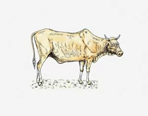 Illustration of Nguni bull