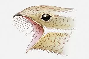 Images Dated 25th May 2010: Illustration of Nightjar (Caprimulgus europaeus) with its beak open showing bristles to trap insects