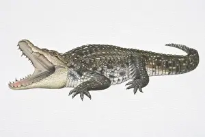 Aggression Prints: Illustration, Nile Crocodile (Crocodylus niloticus) with its jaws wide open, side view