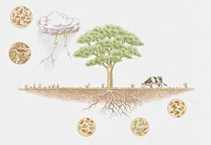 Images Dated 11th March 2010: Illustration of nitrogen cycle in biosphere