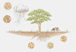 Images Dated 11th March 2010: Illustration of nitrogen cycle in biosphere