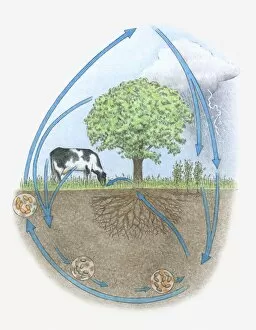 Images Dated 29th October 2009: Illustration of nitrogen cycle in biosphere