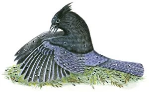 Illustration of North American Stellers Jay (Cyanocitta stelleri) using beak for anting