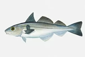 Images Dated 1st May 2008: Illustration of North Atlantic Haddock (Melanogrammus aeglefinus) fish