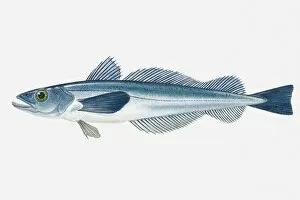 Illustration of North Atlantic Haddock (Melanogrammus aeglefinus) fish