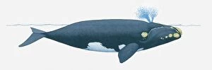 Illustration of North Pacific Right Whale (Eubalaena japonica) near surface of water showing two blowholes on top of