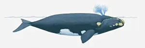 Illustration of North Pacific Right Whale (Eubalaena japonica) near surface of water showing two blowholes on top of head