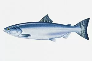 Images Dated 29th April 2008: Illustration of North Pacific Sockeye Salmon (Oncorhynchus nerka) fish