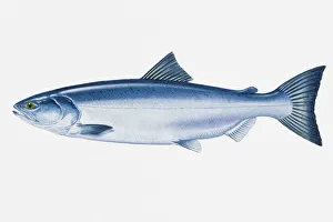 Images Dated 29th April 2008: Illustration of North Pacific Sockeye Salmon (Oncorhynchus nerka) fish