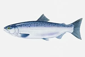 Images Dated 29th April 2008: Illustration of North Pacific Sockeye Salmon (Oncorhynchus nerka) fish