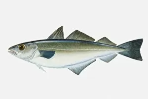 Images Dated 1st May 2008: Illustration of North Pacific Sockeye Salmon (Oncorhynchus nerka) fish