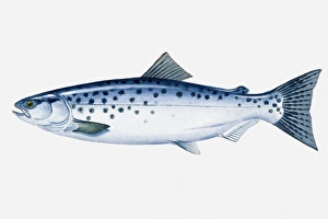 Images Dated 29th April 2008: Illustration of North Pacific Sockeye Salmon (Oncorhynchus nerka) fish