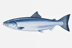 Illustration of North Pacific Sockeye Salmon (Oncorhynchus nerka) fish