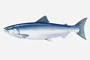 Illustration of North Pacific Sockeye Salmon (Oncorhynchus nerka) fish