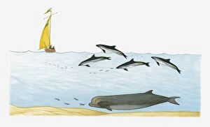 Images Dated 22nd March 2011: Illustration of Northern Bottlenose Whale swimming deep underwater