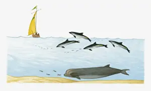 Illustration of Northern Bottlenose Whale swimming deep underwater, and Atlantic White-sided Dolphins diving closer to the surface with ship in background