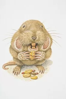 Illustration, Northern Pocket Gopher (Thomomys talpoides) nibbling on a grain, front view