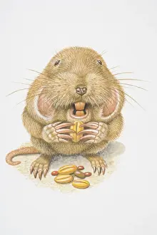 Biting Prints: Illustration, Northern Pocket Gopher (Thomomys talpoides) nibbling on a grain, front view