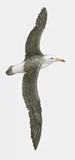 Images Dated 29th October 2009: Illustration of Northern Royal Albatross (Diomedea sanfordi) in flight