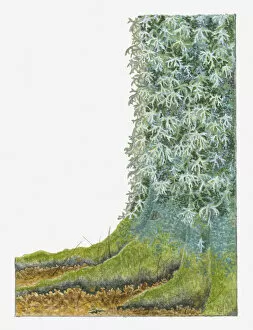 Illustration of Oak Moss (Pseudevernia prunastri) growing on bark of tree trunk
