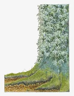 Lichen Prints: Illustration of Oak Moss (Pseudevernia prunastri) growing on bark of tree trunk