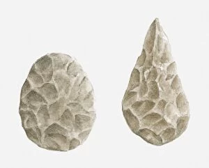 Images Dated 14th April 2010: Illustration of obidian hand axes, Circa 11, 000 bc