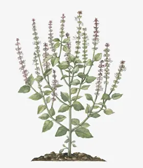 Tall High Prints: Illustration of Ocimum gratissimum (African Basil) bearing pink and white flowers on tall stems with green leaves below