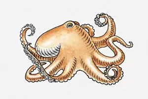 Images Dated 26th April 2010: Illustration of an octopus