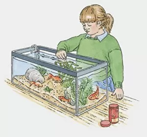 Images Dated 22nd October 2009: Illustration of of girl feeding goldfish in tank