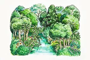 Treetop Gallery: Illustration of of river in tropical rainforest