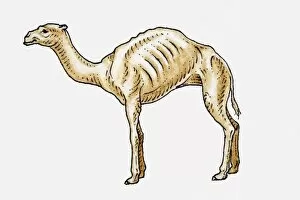Illustration of an old, emaciated dromedary camel