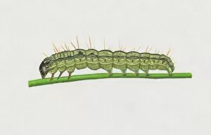 Images Dated 2nd December 2010: Illustration of Old World Bollworm (Helicoverpa armigera) caterpillar on stem