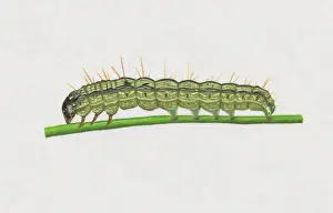 Caterpillar Prints: Illustration of Old World Bollworm (Helicoverpa armigera) caterpillar on stem