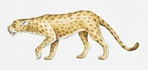 Images Dated 9th April 2010: Illustration of an Oligocene Sabre-toothed cat (Hoplophoneus sp.), side view