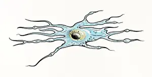 Nerve Cell Prints: Illustration of Oligodendrocyte glia cell or neuroglia