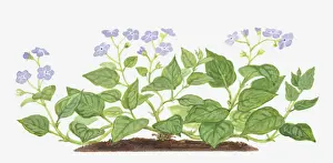 Borage Prints: Illustration of Omphalodes verna (Blue-eyed Mary), leaves and purple flowers